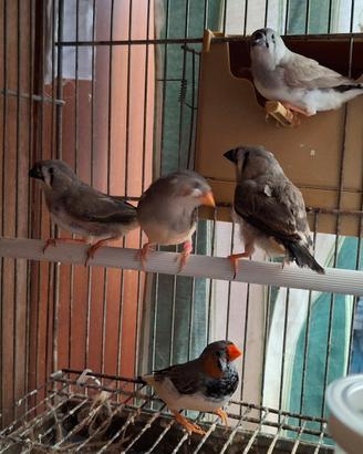 Tolgo coppia diamanti mandarini con piccoli