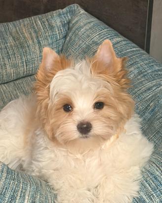 Biewer Yorkshire golddust con pedigree