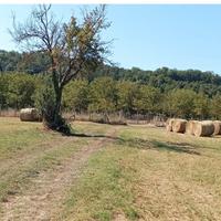 Terreno agricolo località Vacone (Rieti)