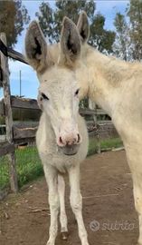 Asini bianchi