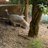 Pavone opale