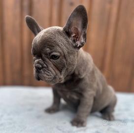 Bulldog francesi Merle maschi
