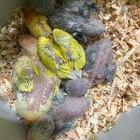 Pulli inseparabile roseicollis