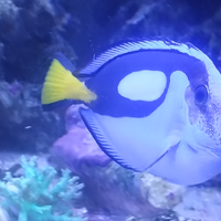 Pesce acquario marino Epatus xl