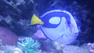 Pesce acquario marino Epatus xl