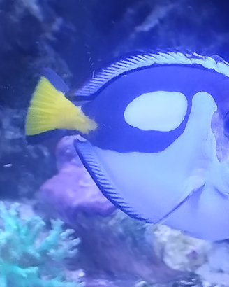 Pesce acquario marino Epatus xl