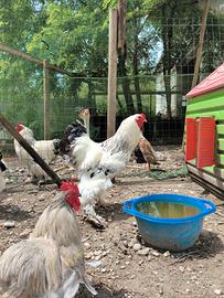 Gallo brahma