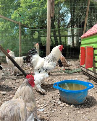 Gallo brahma