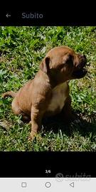 Staffordshire bull terrier