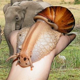 Lumache giganti africane varie misure