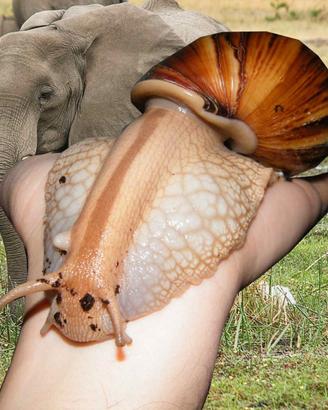 Lumache giganti africane varie misure