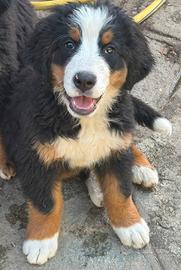 Cuccioli di Bovaro del bernese