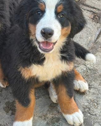 Cuccioli di Bovaro del bernese