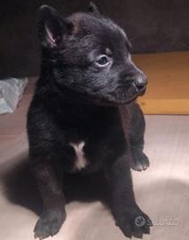 Pastore belga malinois