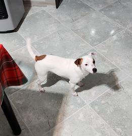 Jack russell maschio per monta