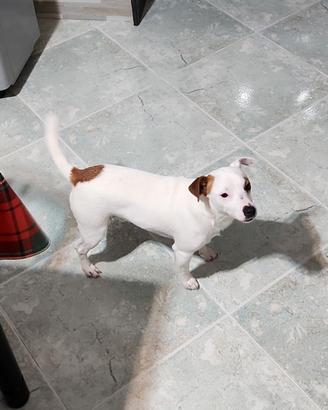 Jack russell maschio per monta