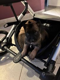 Pastore Belga Malinois