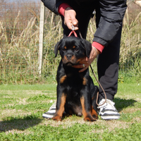 Rottweiler cucciolo