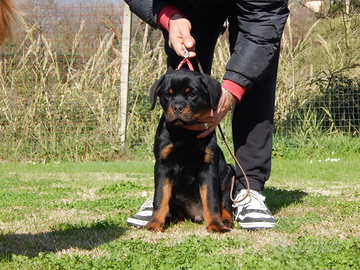 Rottweiler cucciolo