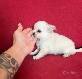 chihuahua maschio pelo lungo 80 giorni toy