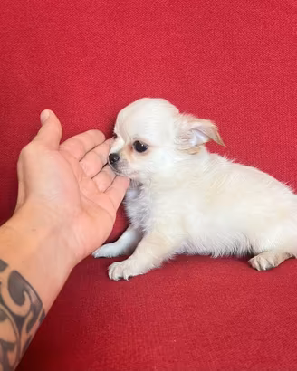 chihuahua maschio pelo lungo 80 giorni toy