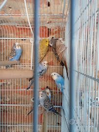 Cocorite 