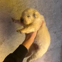 Cuccioli pastore maremmano abbruzzese