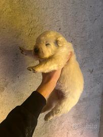 Cuccioli pastore maremmano abbruzzese