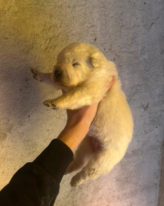 Cuccioli pastore maremmano abbruzzese