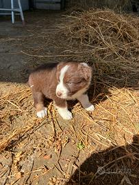 Cuccioli pastore australiano