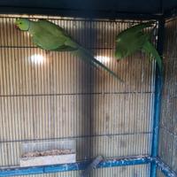 Coppia parrocchetti taglia XXL