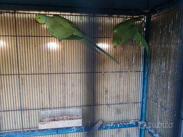 Coppia parrocchetti taglia XXL