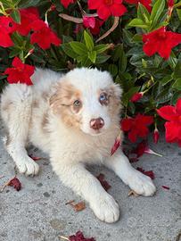 Cuccioli australian pastore australiano
