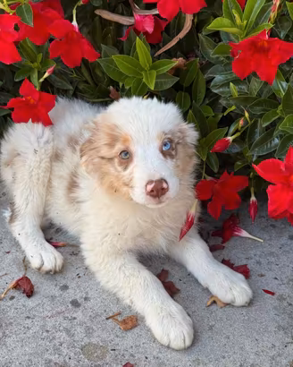 Cuccioli australian pastore australiano
