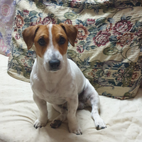 Jack Russell da Monta