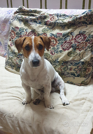 Jack Russell da Monta