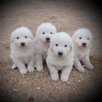 Cuccioli Pastore Maremmano Abruzzese con pedigree