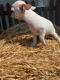 Chihuahua