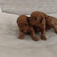 Cuccioli di barboncini