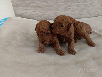 Cuccioli di barboncini