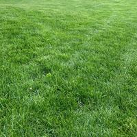 Giardiniere vario tuttofare