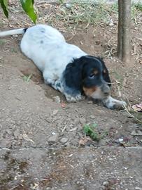 Cuccioli di setter Inglese