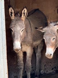 Coppia di asini