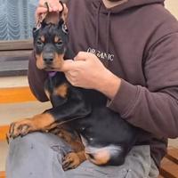 Cucciola dobermann 3 mesi
