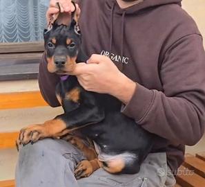 Cucciola dobermann 3 mesi