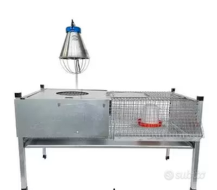 Pulcinaia per Pulcini