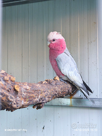 Cacatua roseicapilla