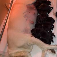 Cuccioli di labrador Retriever