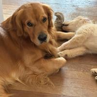 Golden retriever disponibile per monta