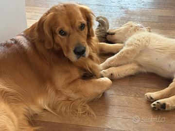 Golden retriever disponibile per monta